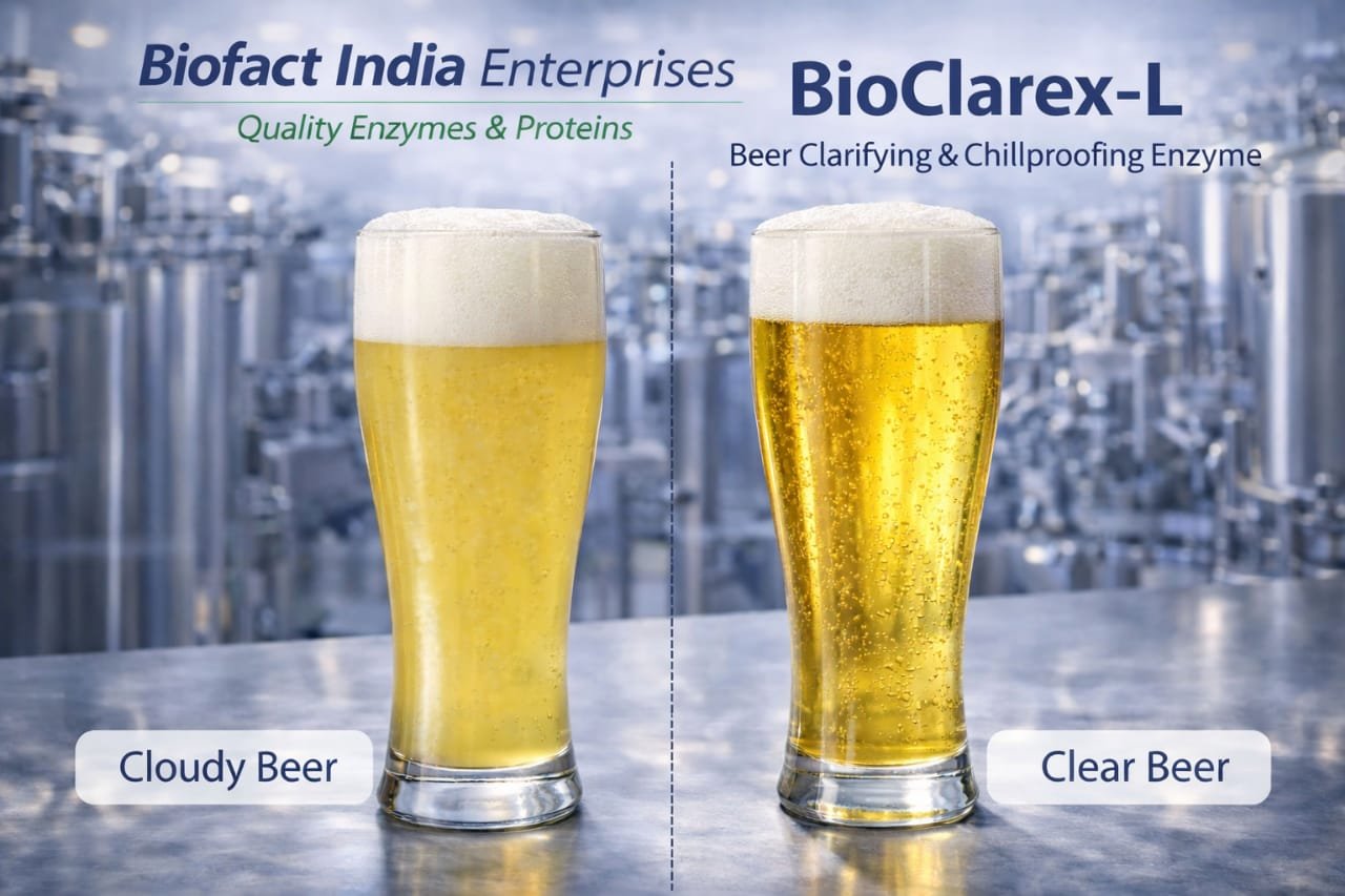 Beer Enzyme